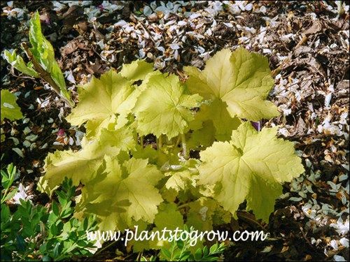 This was growing in a fairly shaded spot,, but it did get some intermittent direct light.